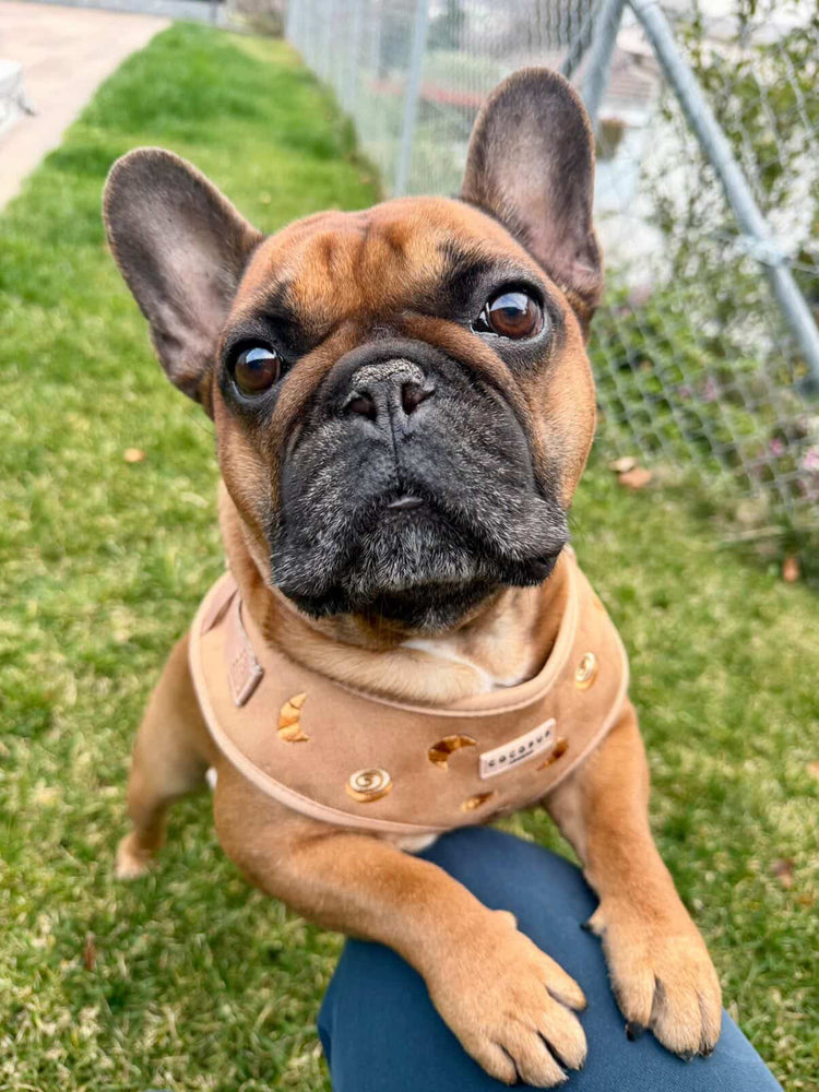 Pawtisserie Adjustable Neck Harness