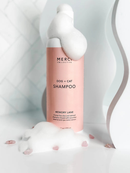 Memory Lane – Shampoing