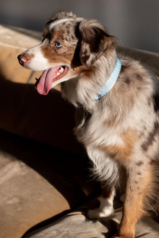 Daily Collar - Cloud