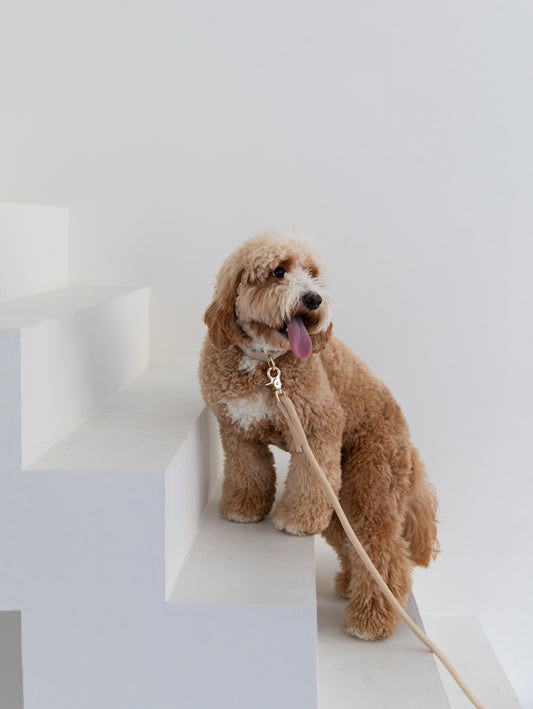 Guinzaglio in corda intrecciata – Beige