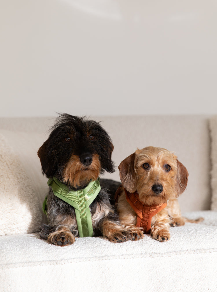 Samt Hundegeschirr – Tonfarbe