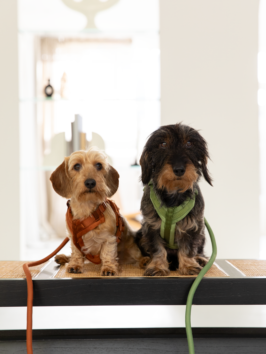 Samt Hundegeschirr – Tonfarbe