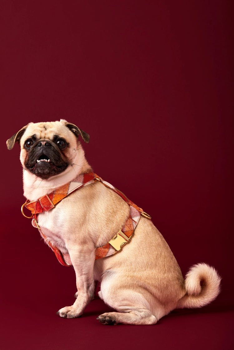 Pumpkin Spice Flannel Harness