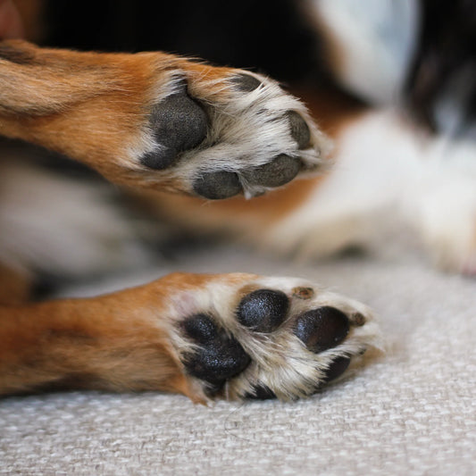 Baume universel pour chien et chat