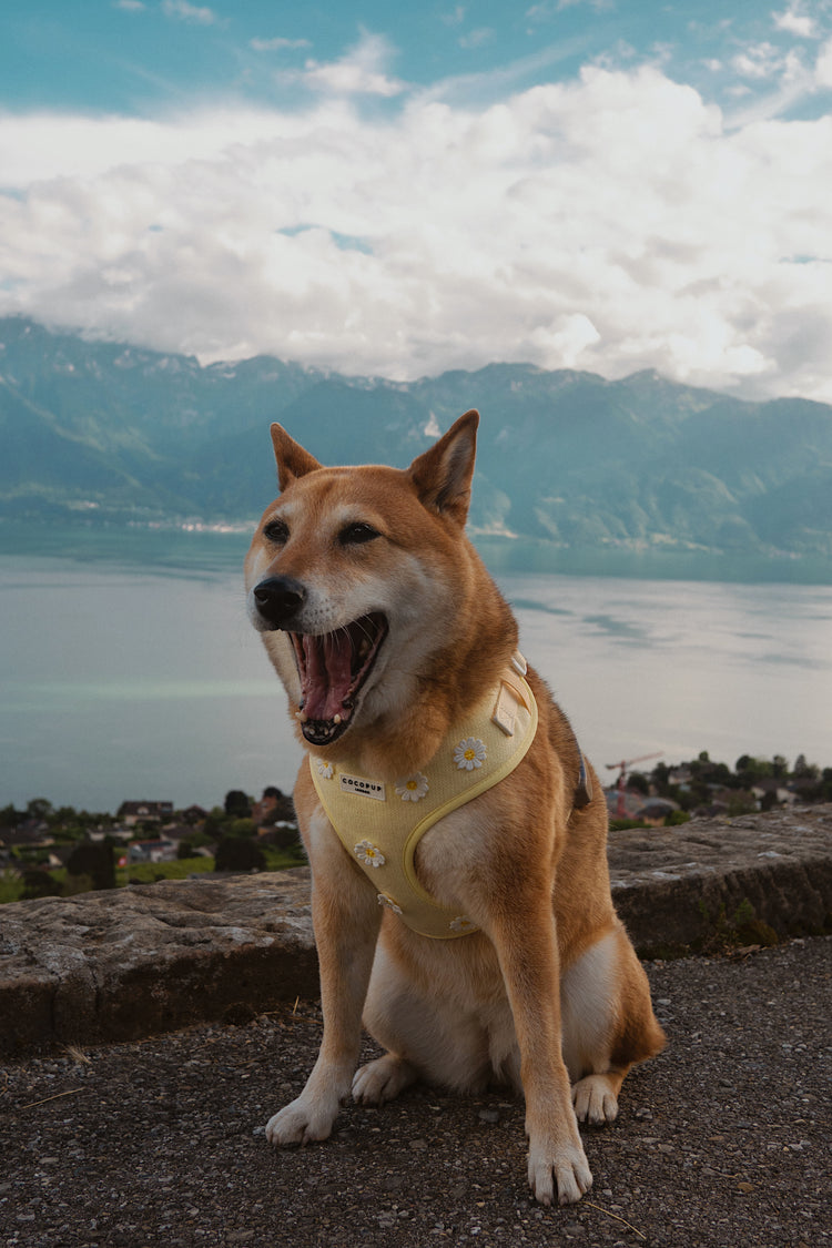 Buttercup Harness