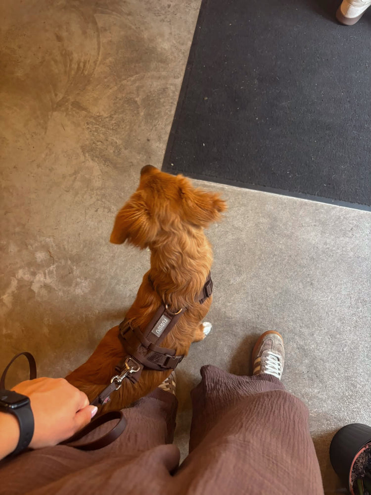 Comfort Harness – Brown
