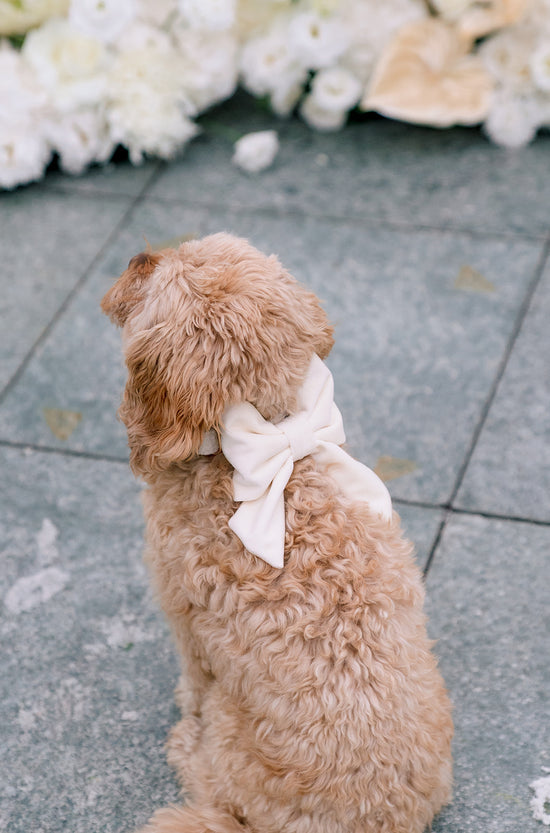 White dog bow