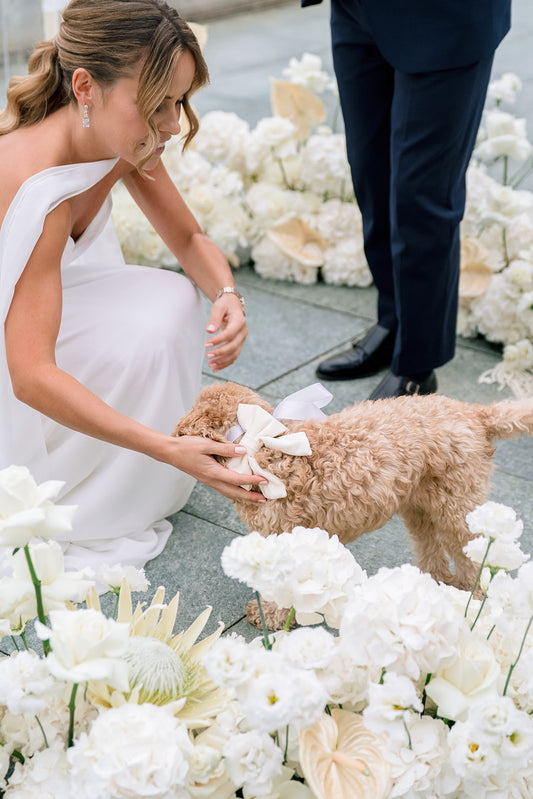 Elfenbein Samt Damen Hundeschleife