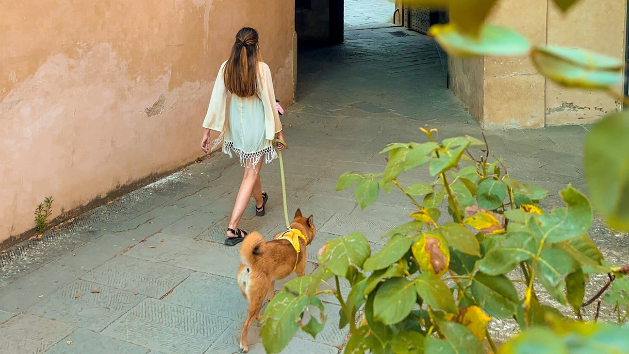 Woman walking a dog through an archway with flowers in the foreground