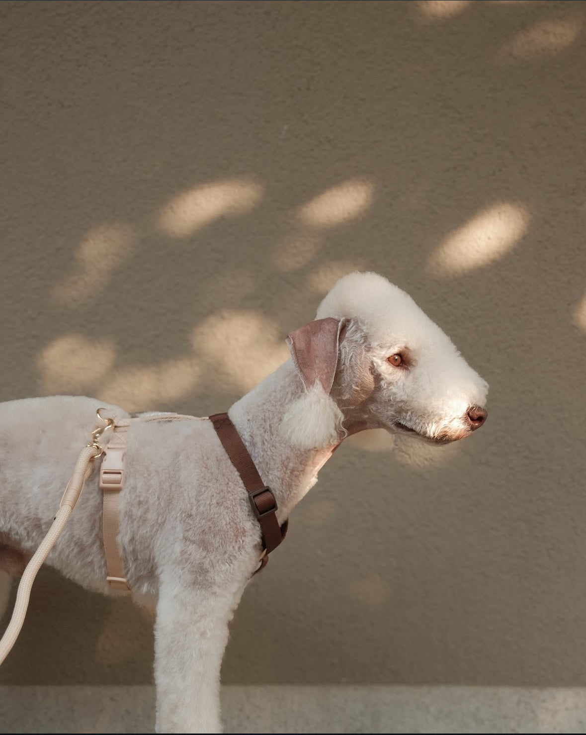 Harnais Puppuccino