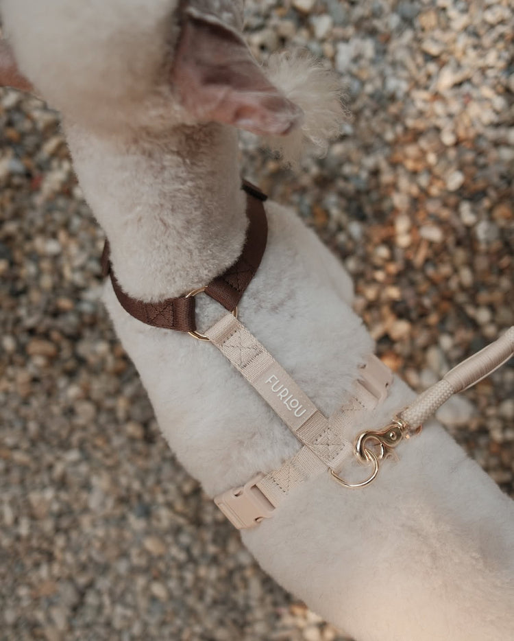 Imbracatura Puppuccino