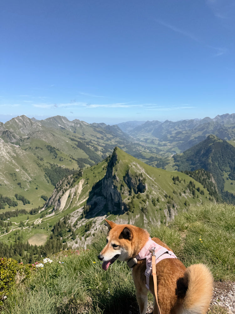 Lychee 2.0 Hundegeschirr