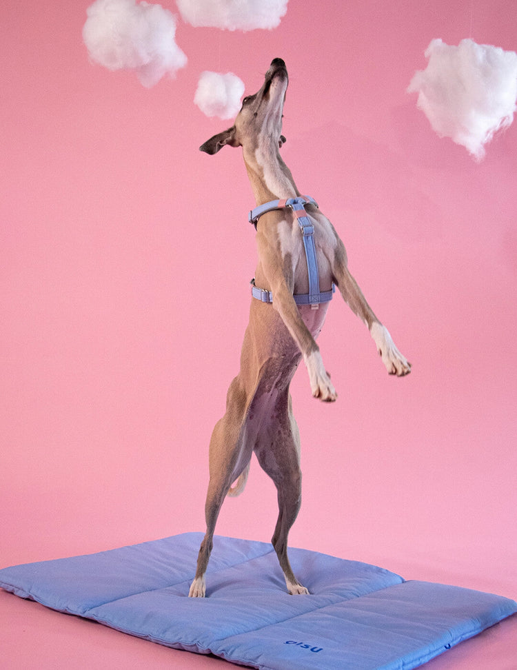 Air Harness – Candy Floss