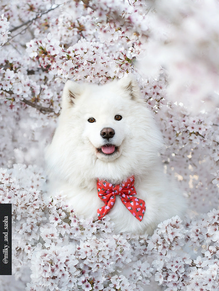 Berry Sweet Lady Dog Bow