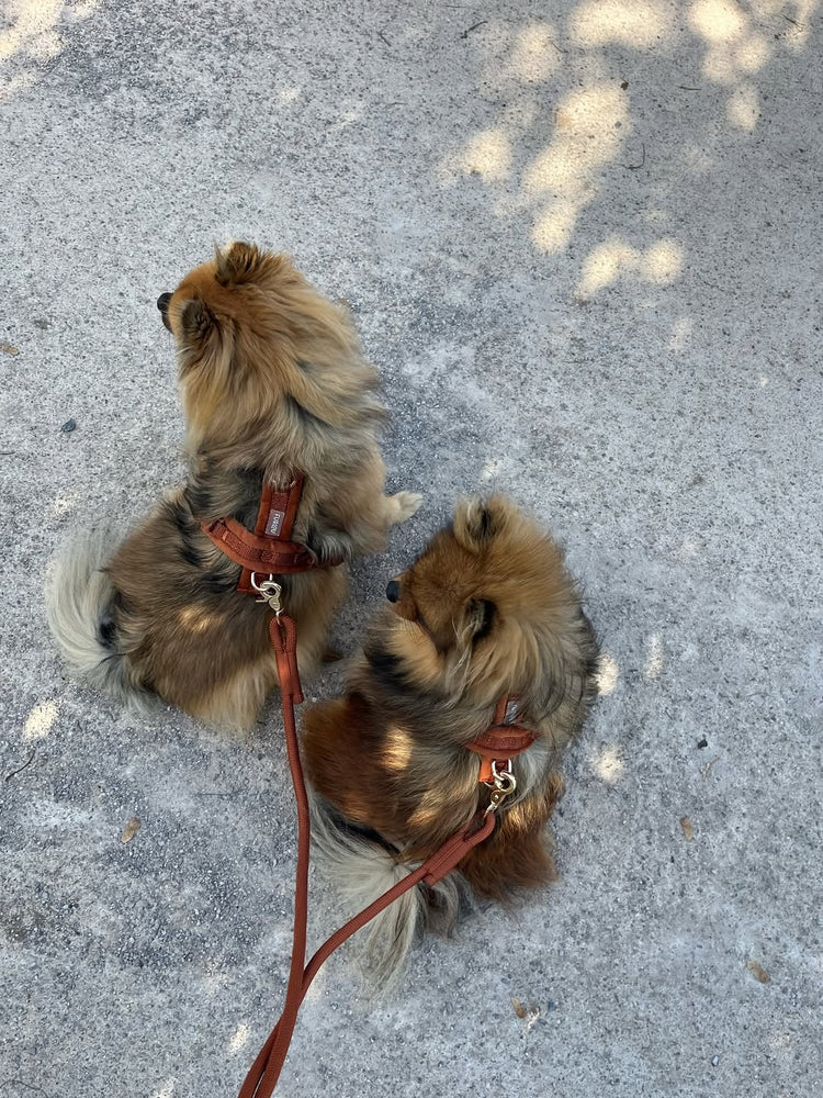 Samt Hundegeschirr – Tonfarbe