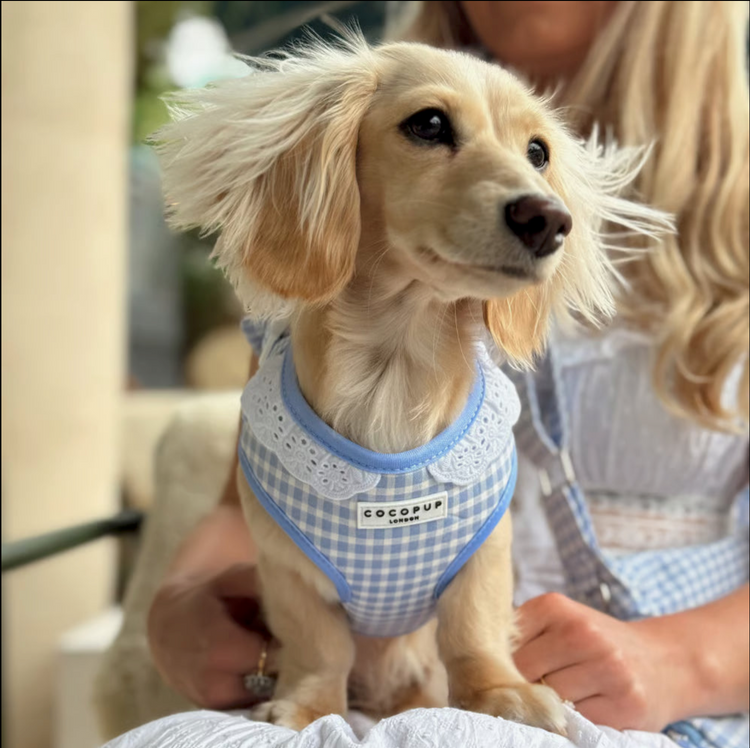 English Blue Harness