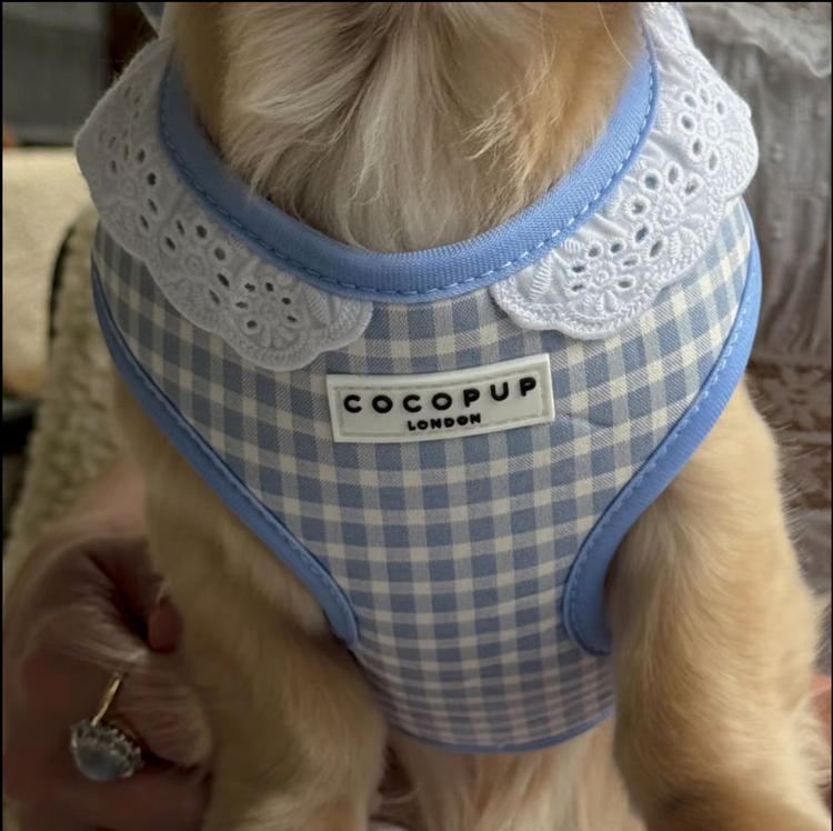 English Blue Harness