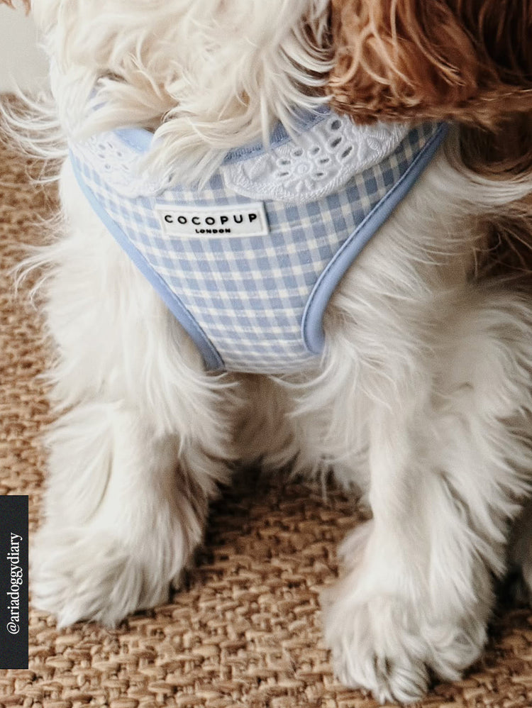 English Blue Harness