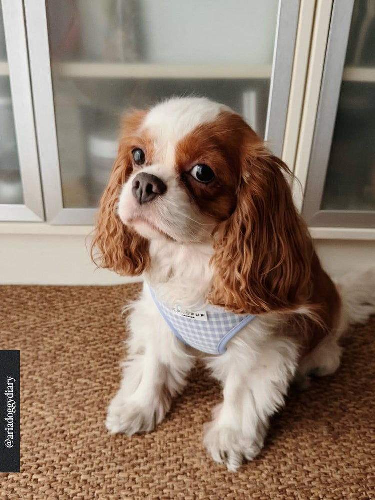 English Blue Harness