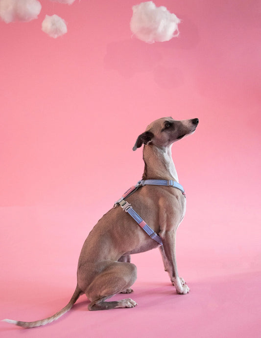 Air Harness – Candy Floss