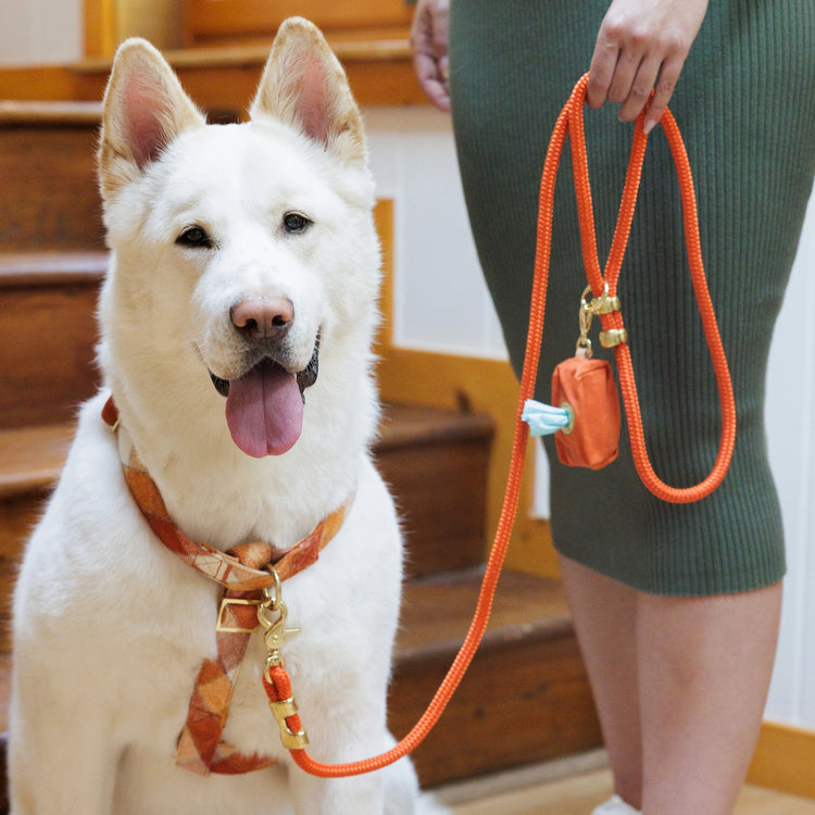 Pumpkin Spice Flannel Harness