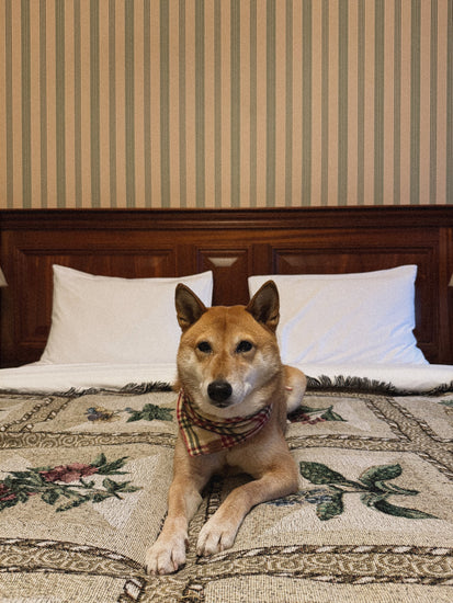 Dog lying on a bed with a bandana