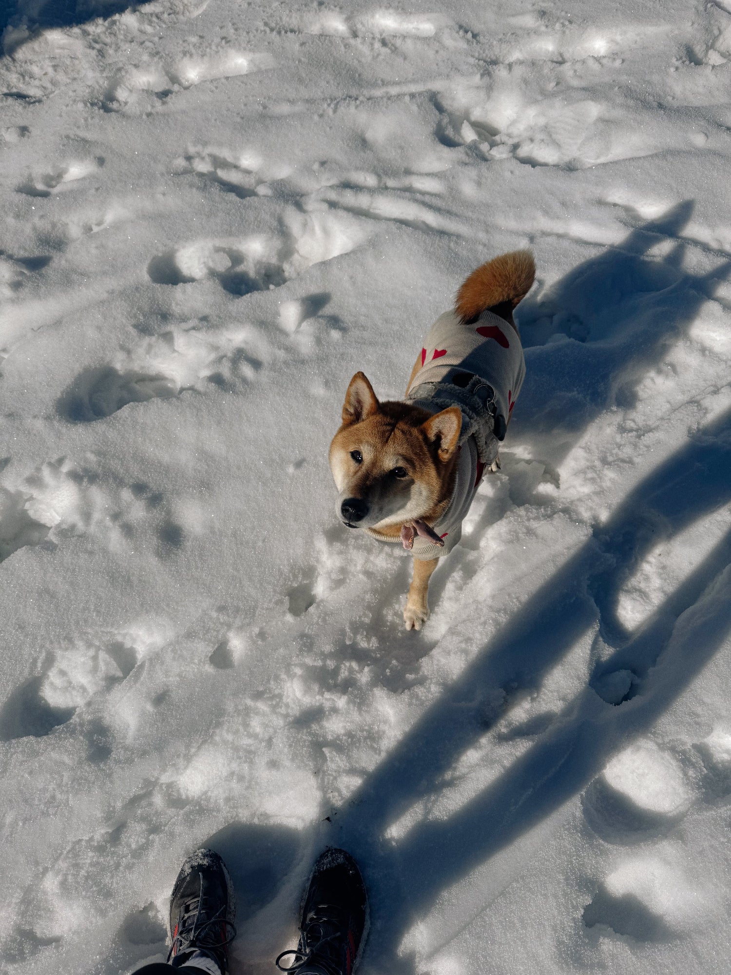 Dog seen from top with a hearts pullover from Lou and Co walking in the snow.