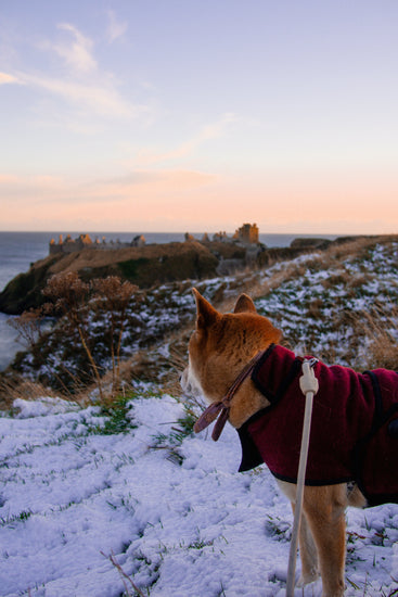 Dog with a red coat and a bandana looking in background an old destroyed castle in scottland.