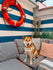 Dog on a coach with a pups and bubs harness and flower AirTag holder. There a lifebuoy behind.