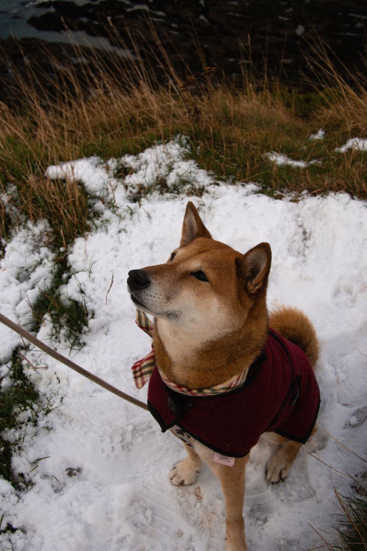 Dog looking up with a red coat and a Bandana