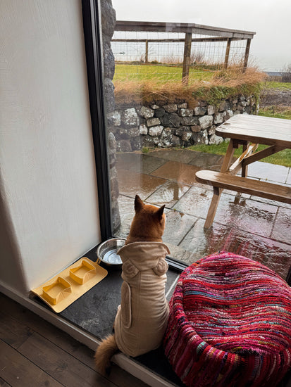 Dog with a teddy drying robe sitting next to a windows looking the scotish landscape.