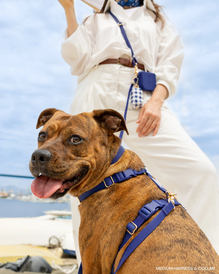 Cloud Lite Dog Harness – Signature Navy