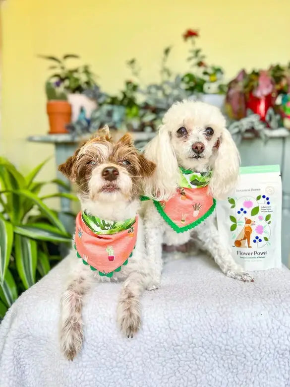 Two dogs looking the camera next to a botanical bones packaging