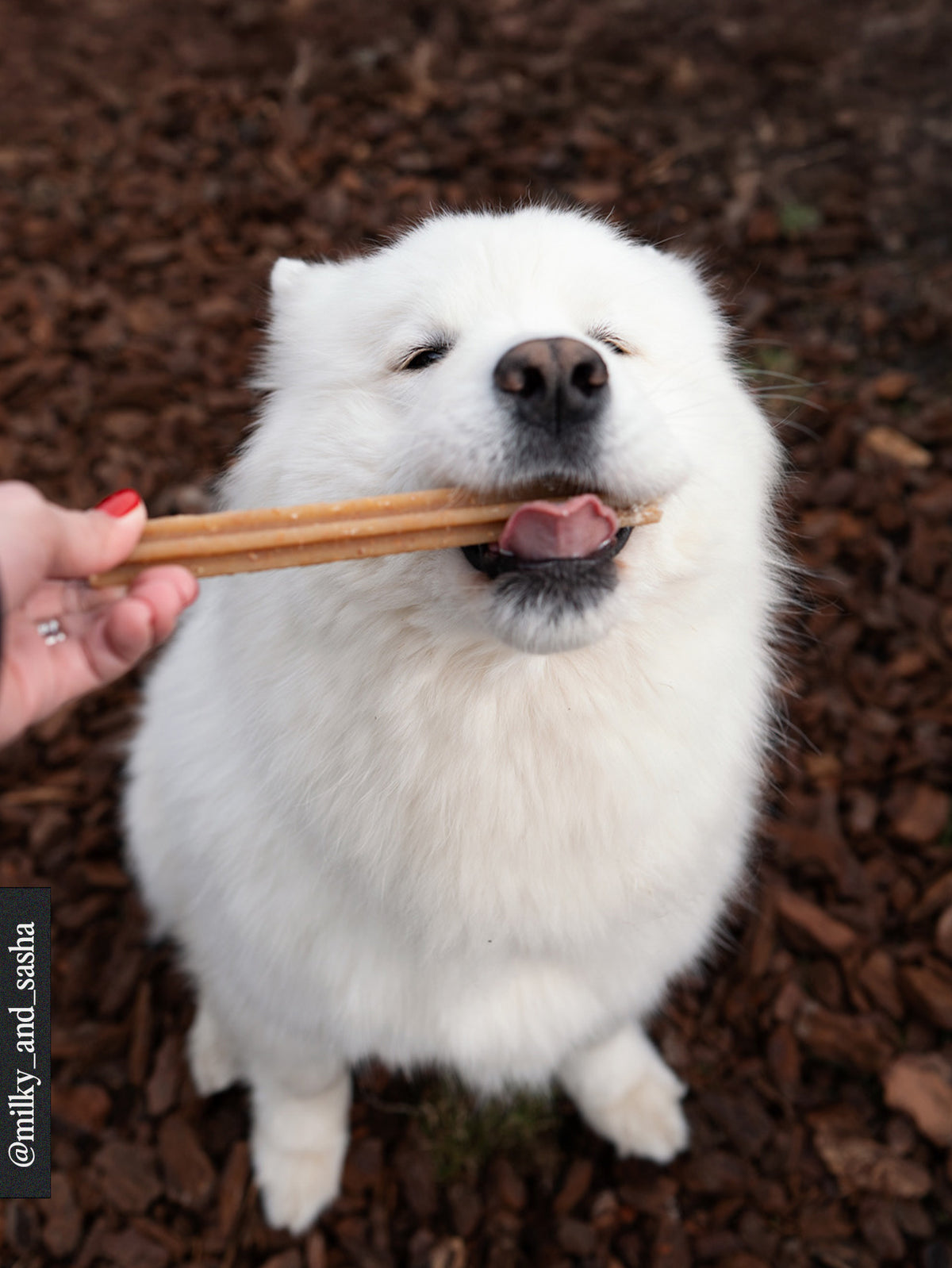 Stitch - Zahnkau-Sticks für Hunde