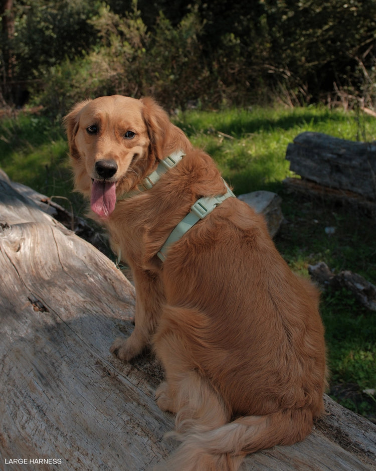 Cloud Lite Dog Harness – Pistachio