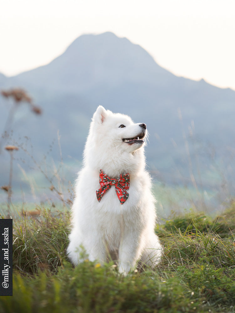 Noeud papillon – Mistletoe Lady Dog Bow