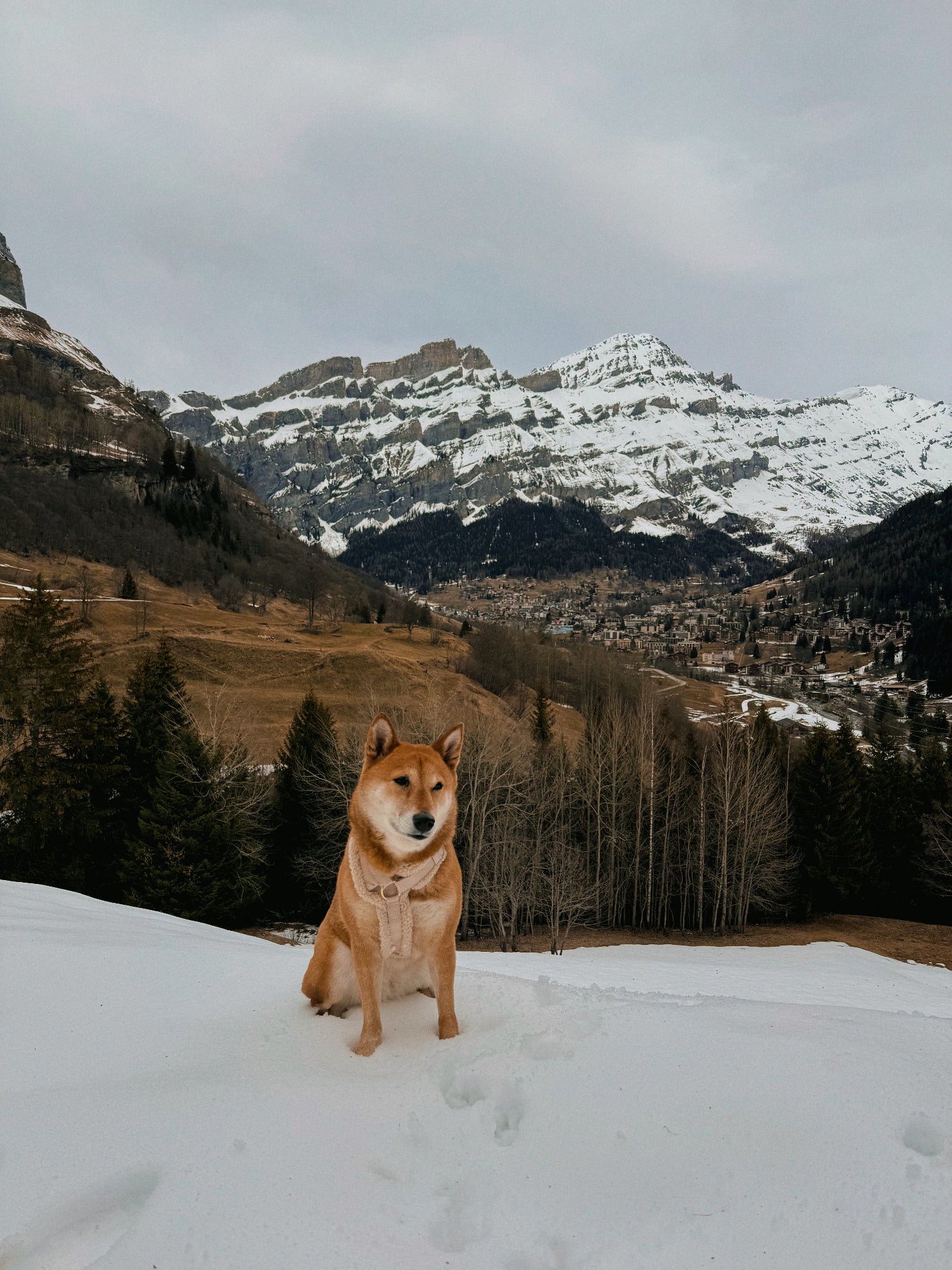 Dog with a Sherpa harness from Furlou brand at the mountain in the snow.