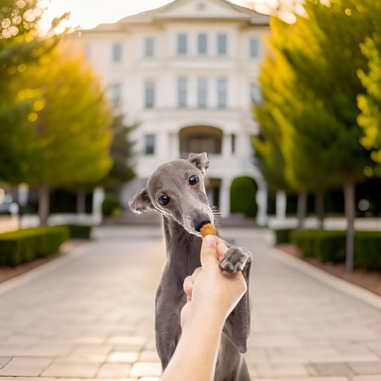 Multivitamin-Bio-Gebackene Leckerlis für Hunde