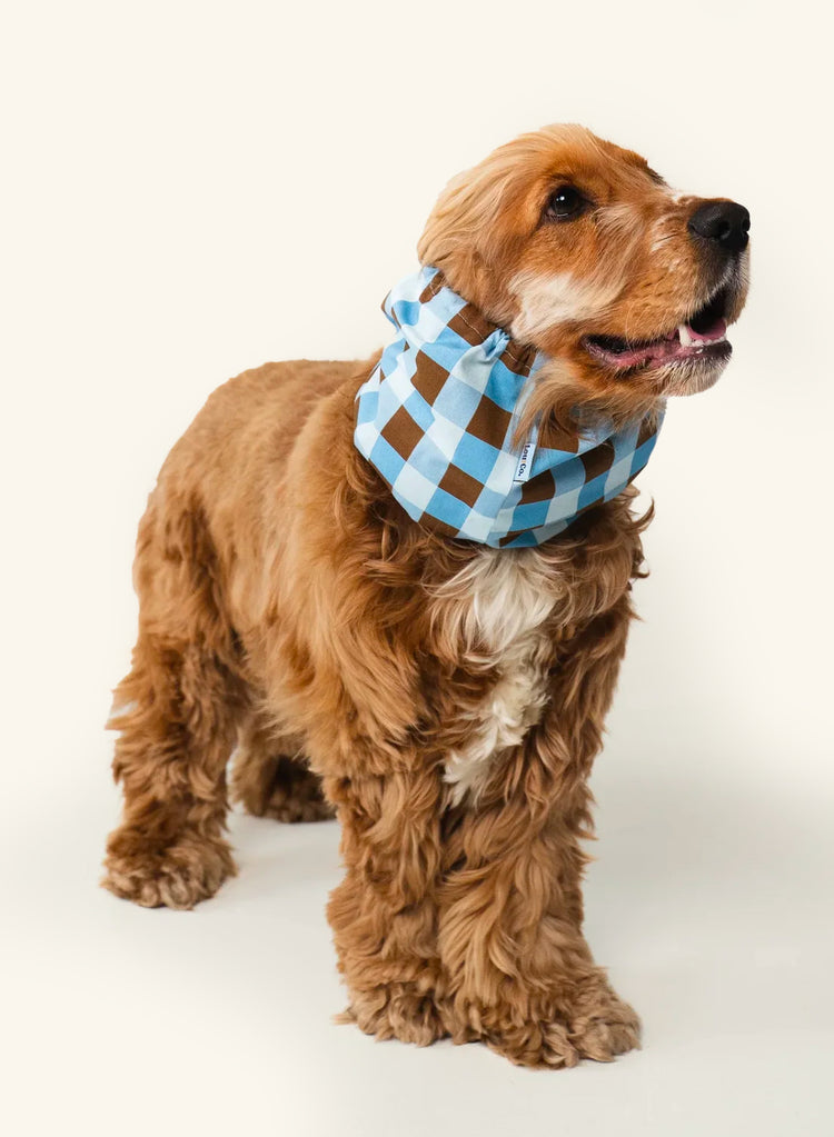 Dog Snood – Checkered Blue