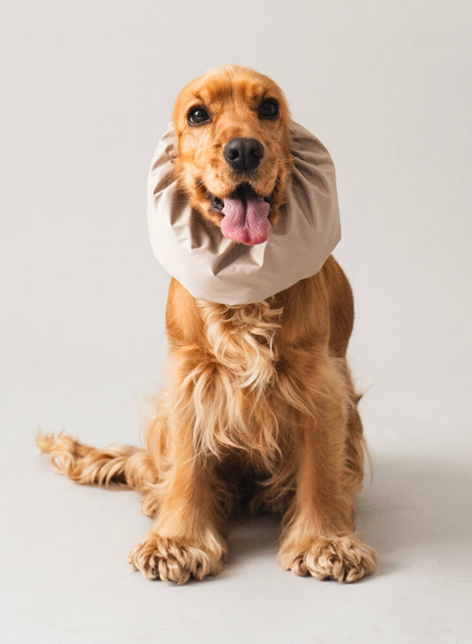 Dog Snood Waterproof – Beige